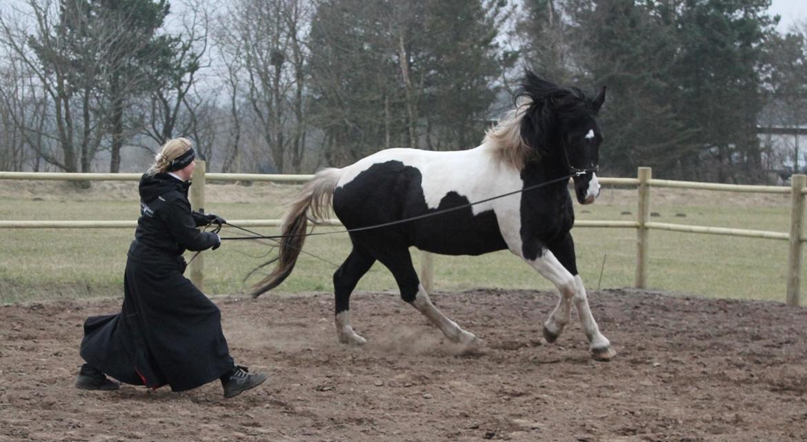 Pinto Cæser Af Korup billede 4
