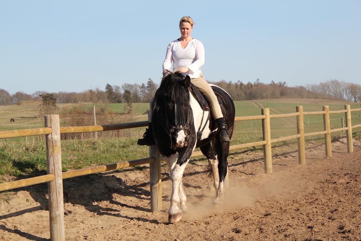 Pinto Cæser Af Korup - Forår 2012 billede 5