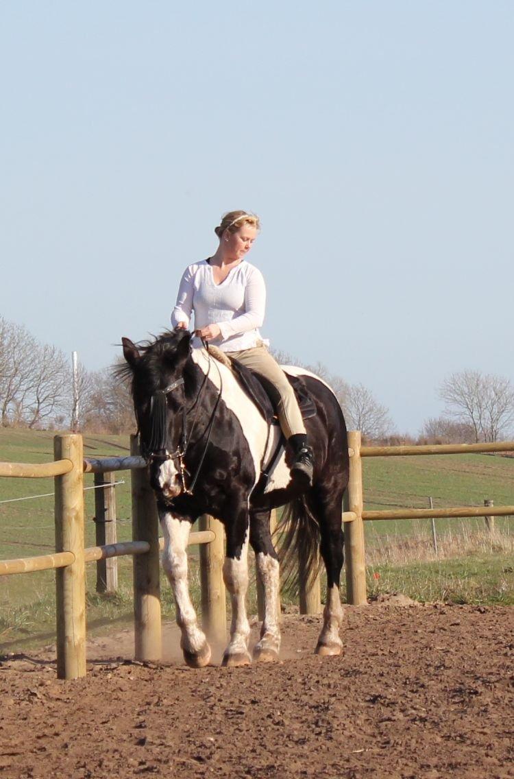 Pinto Cæser Af Korup billede 6