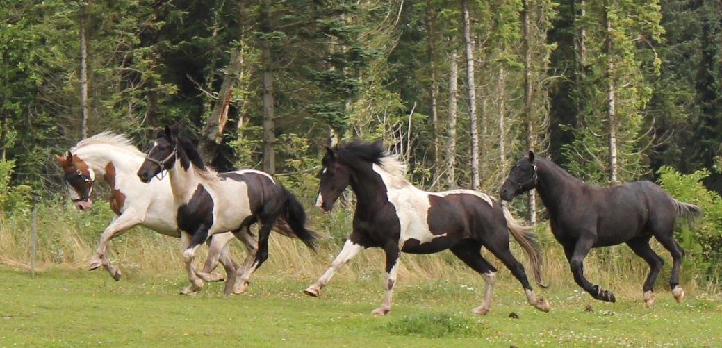 Pinto Cæser Af Korup - Ny hest i flokken. Så skal marken vises frem. billede 7