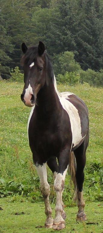 Pinto Cæser Af Korup - Sommer 2012 billede 1