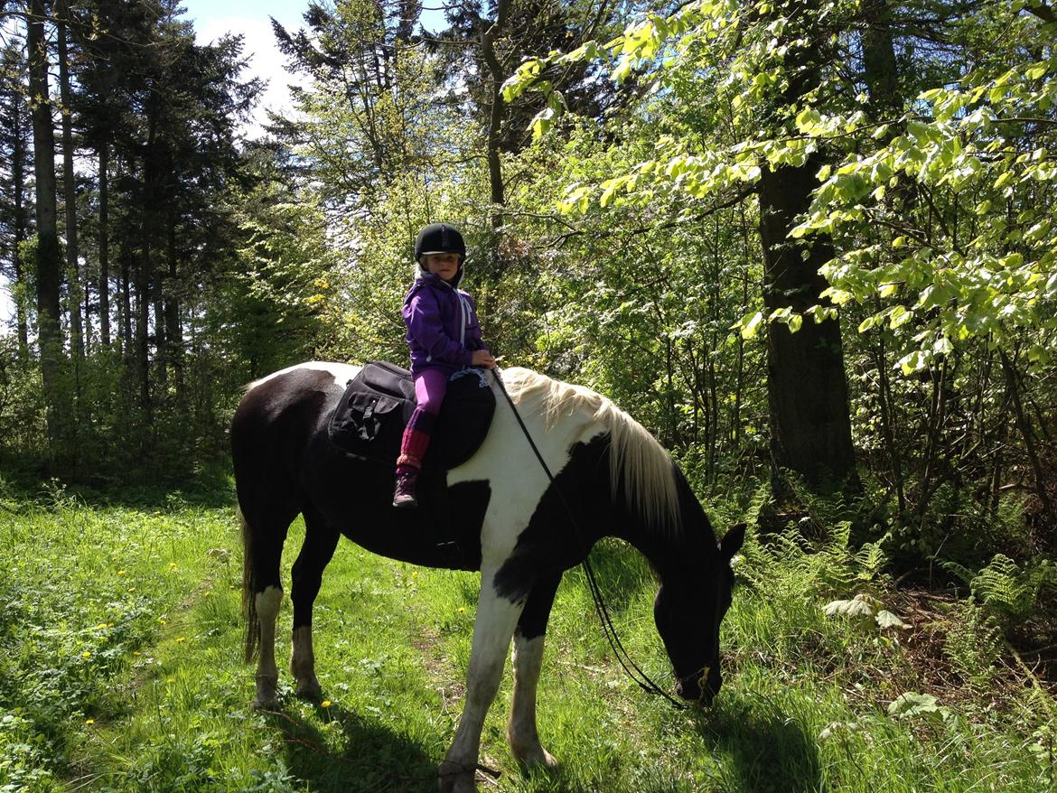 Pinto Cæser Af Korup billede 8