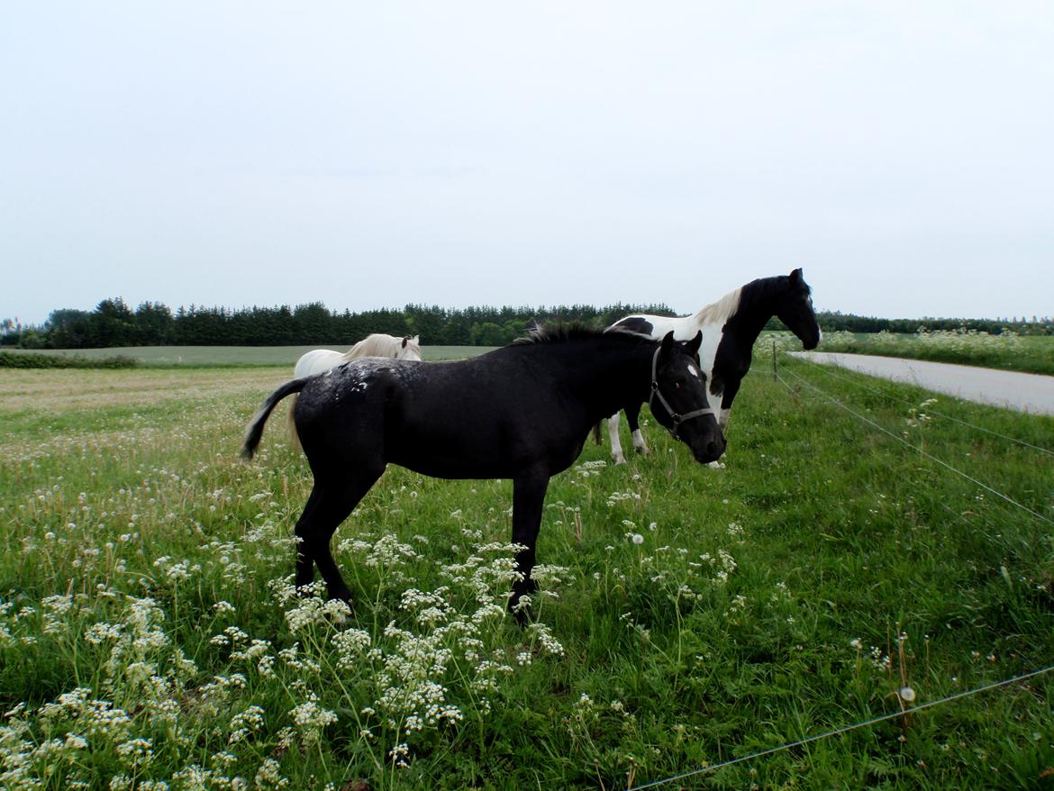 Knabstrupper Amigo - 1. time på Thorup hedevej 2010 billede 3
