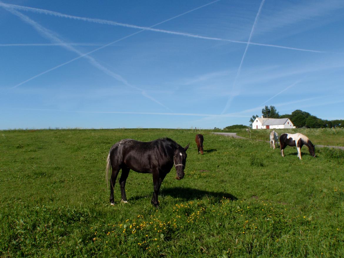 Knabstrupper Amigo billede 4