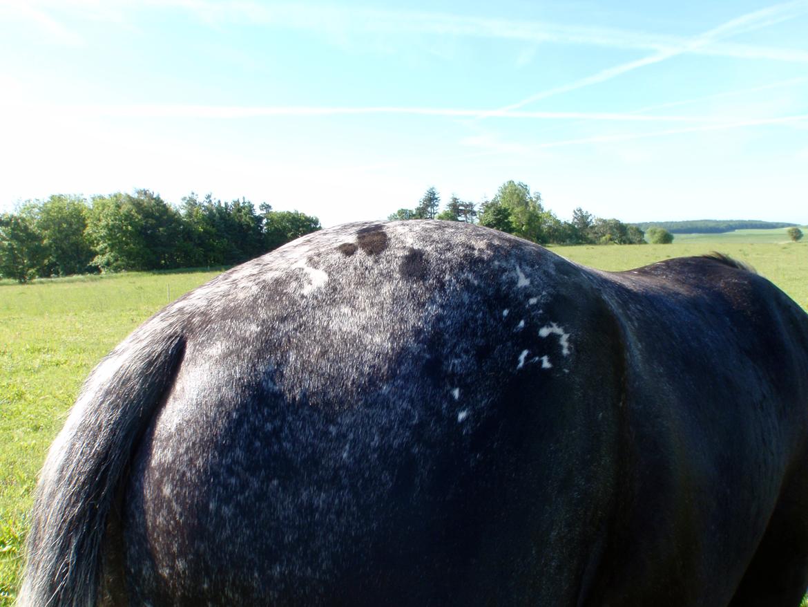 Knabstrupper Amigo - Fine pletter. billede 5