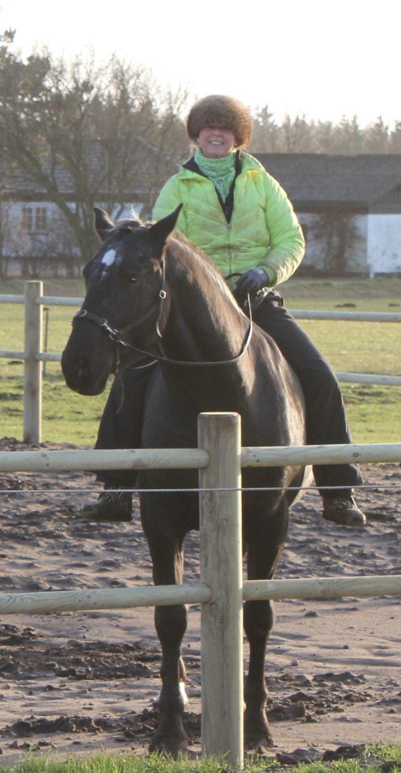 Knabstrupper Amigo - 2012 billede 6