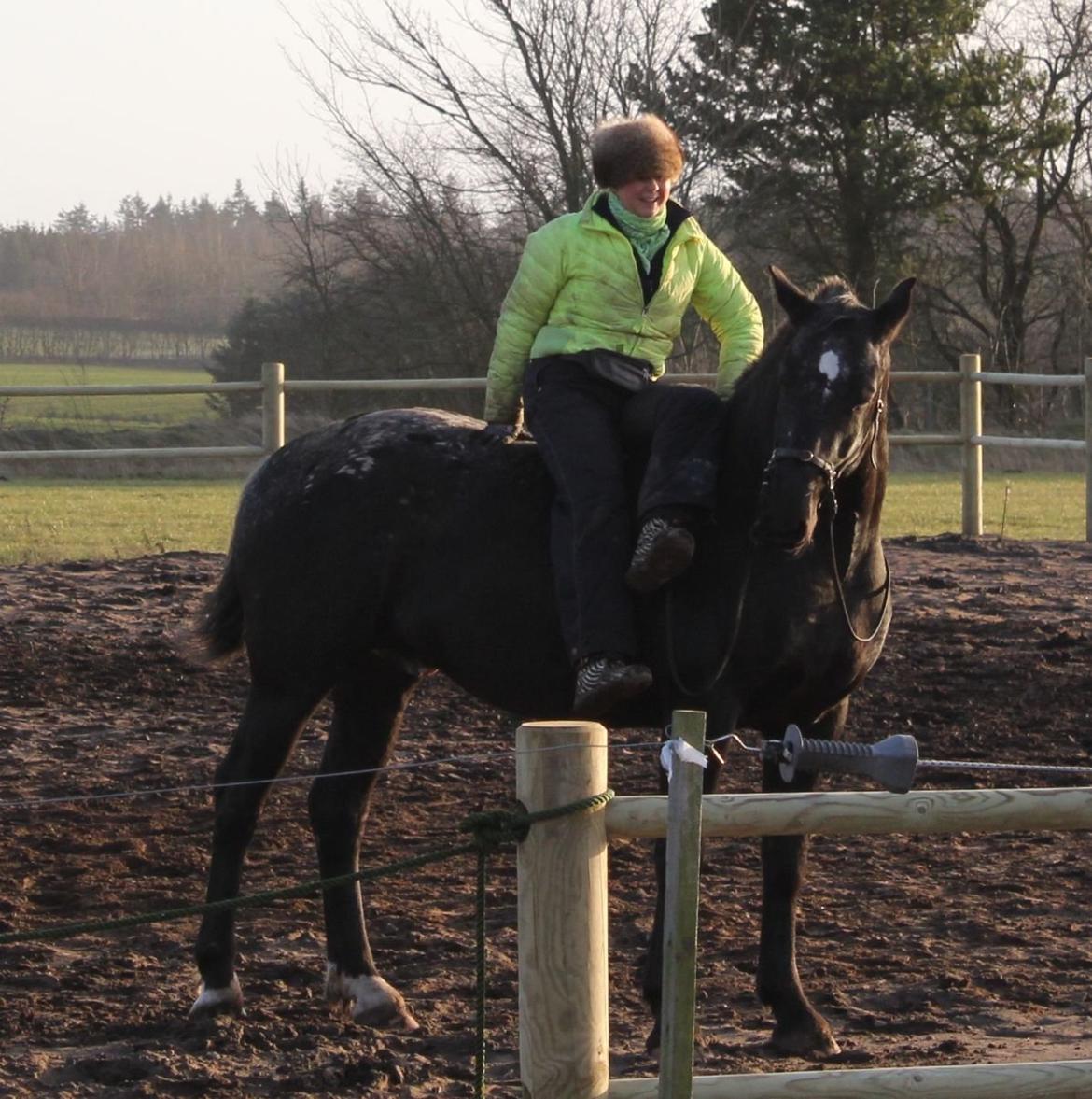 Knabstrupper Amigo billede 7