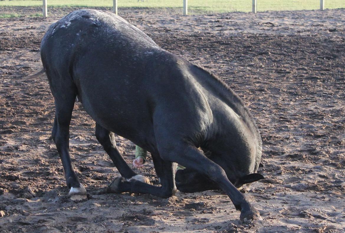 Knabstrupper Amigo billede 8