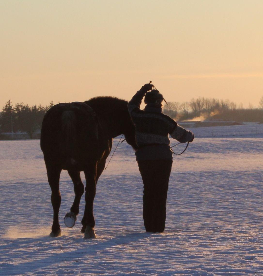 Knabstrupper Amigo - Vinter 2011 billede 9