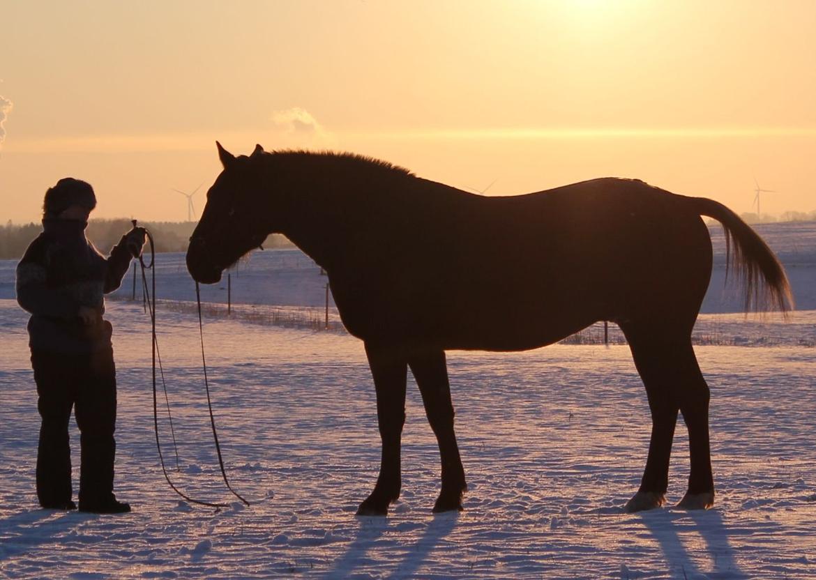 Knabstrupper Amigo billede 10
