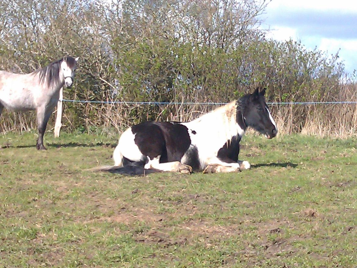 Irish Cob Crossbreed Deaklan [ Tidligere hest ] billede 6