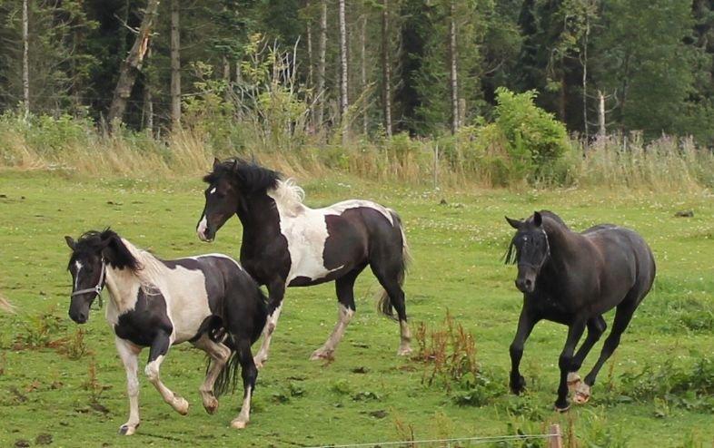 Knabstrupper Amigo - Sommer 2012 billede 11