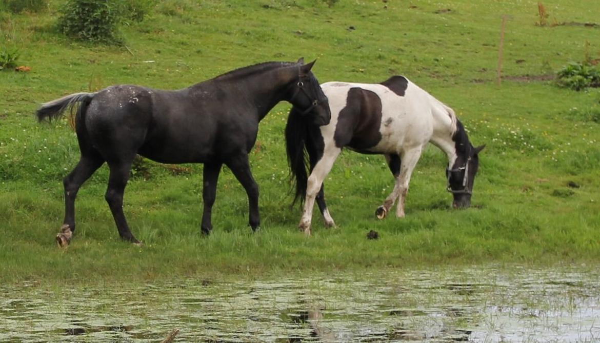 Knabstrupper Amigo - Ny hest i flokken! billede 12