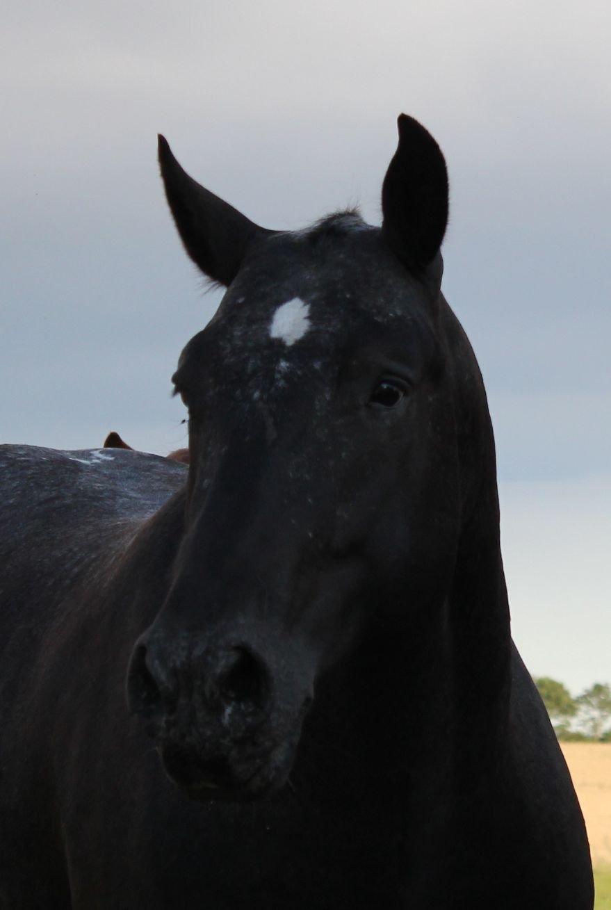 Knabstrupper Amigo billede 2