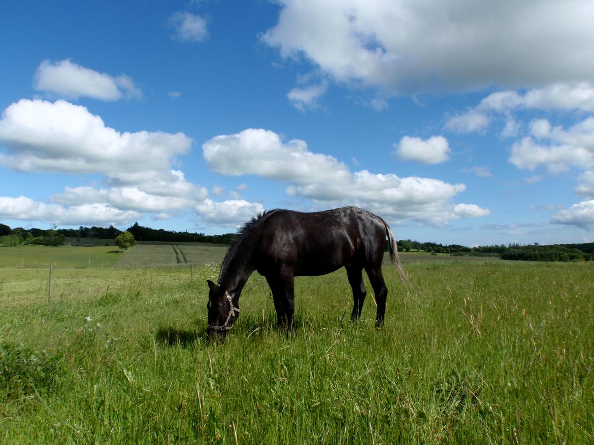 Knabstrupper Amigo billede 13