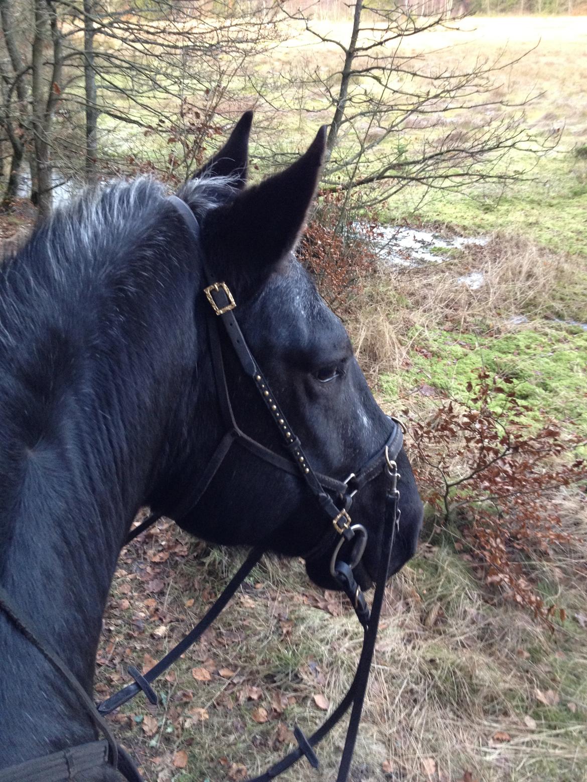 Knabstrupper Amigo - Forår 2012 billede 14