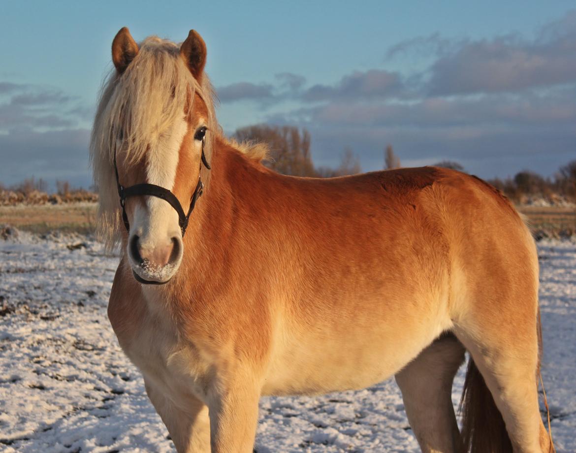 Tyroler Haflinger 'Haffi af Elghuset' (Solgt) - Mulle pigen i sneen ;)
Foto: Mathilde.D.B.Larsen (Mig) billede 14