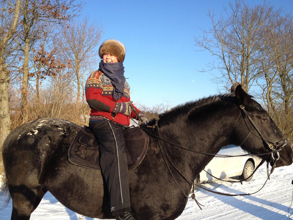 Knabstrupper Amigo - Vinter 2011 billede 15