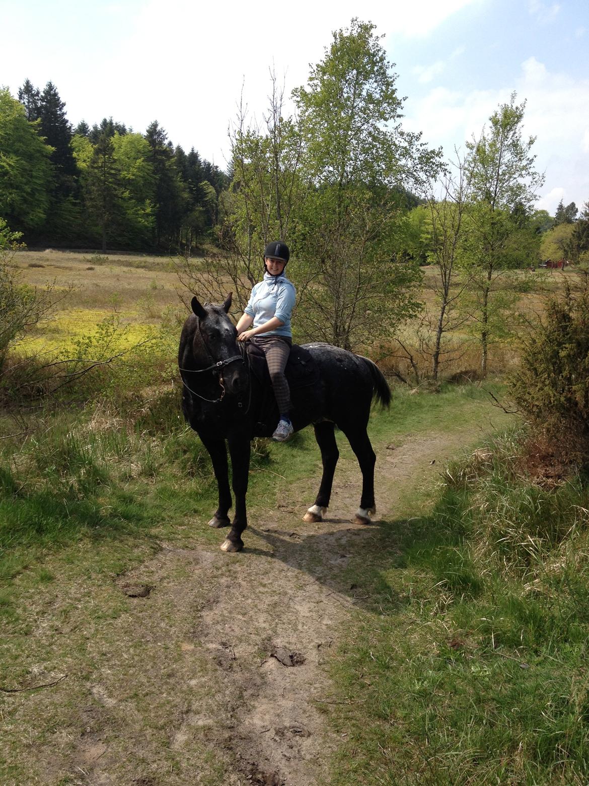 Knabstrupper Amigo - Sømosen forår 2012 billede 16