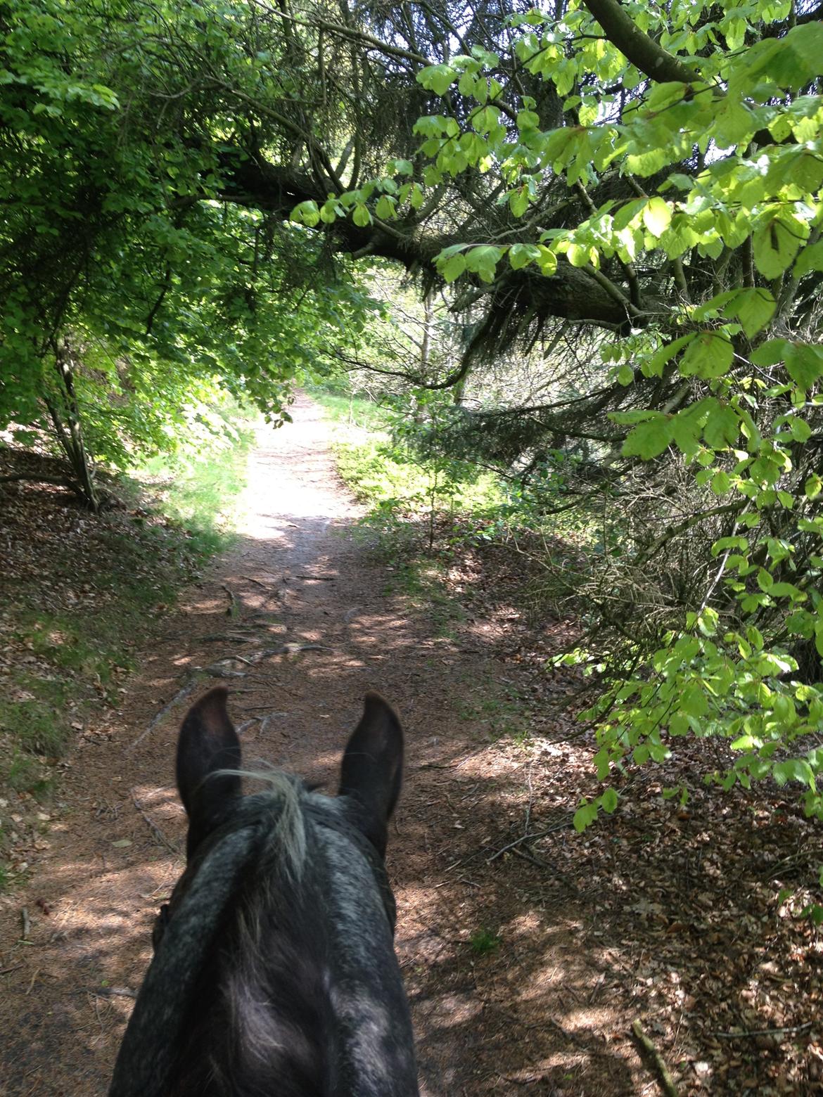 Knabstrupper Amigo billede 17