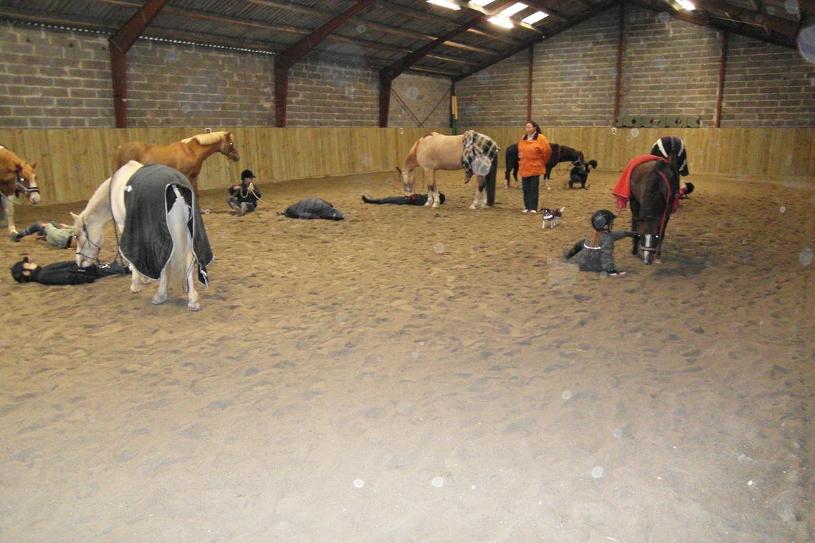 Pinto Moon Light - Horsemanship kursus i Nåby billede 17