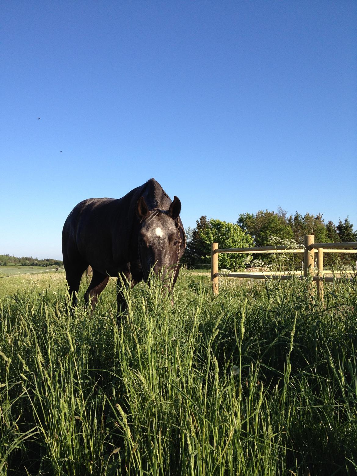 Knabstrupper Amigo billede 18