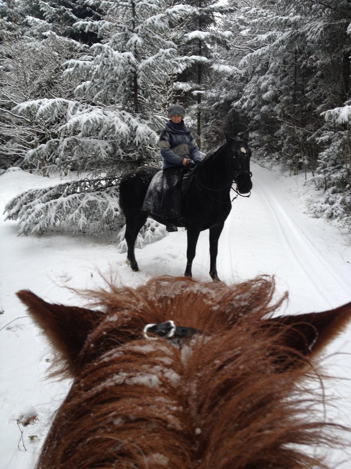 Knabstrupper Amigo - Storskoven dec. 2012 billede 20