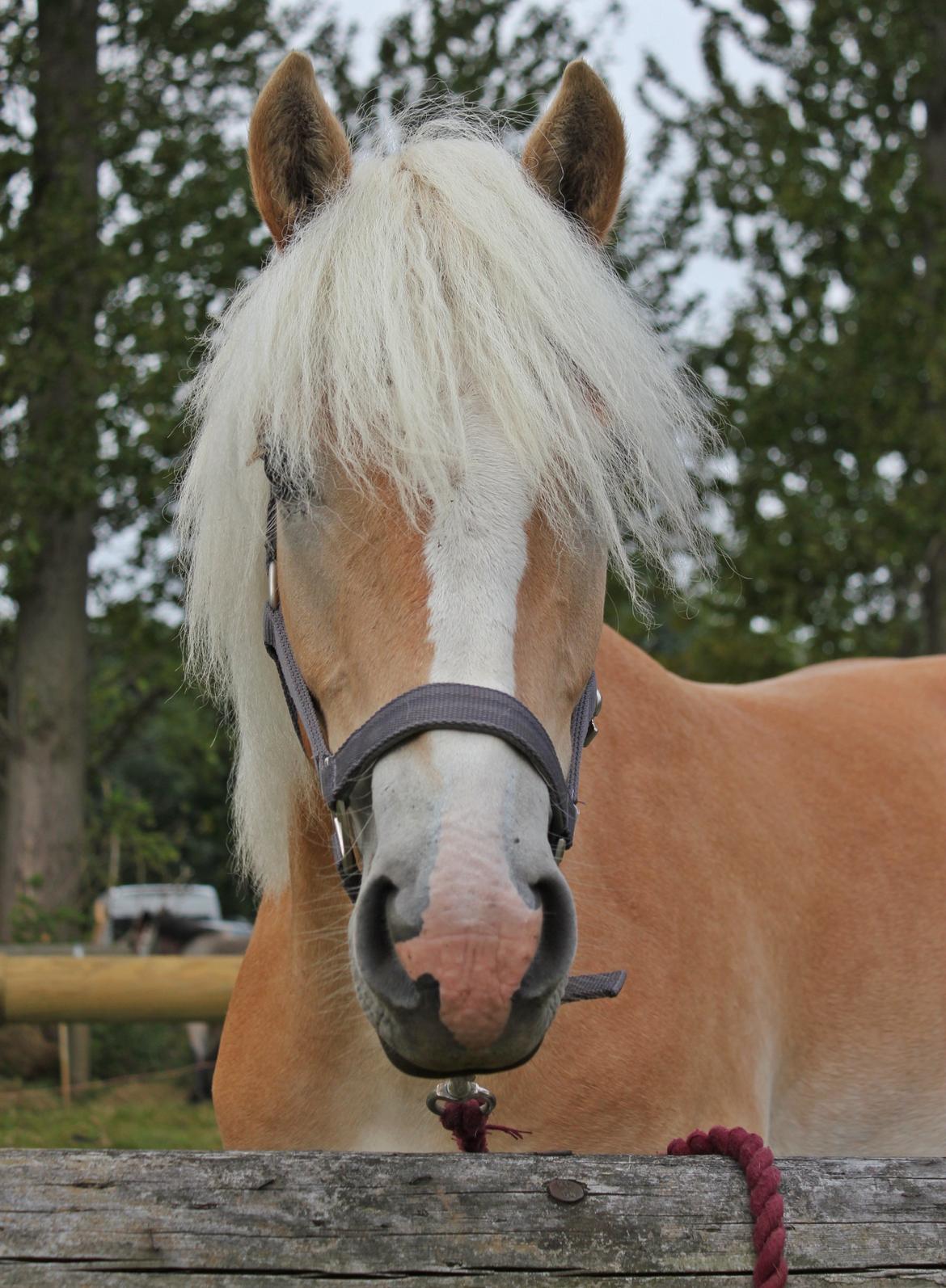 Tyroler Haflinger 'Haffi af Elghuset' (Solgt) - Gørlev føl og plag skue.
Foto: Mathilde.D.B.Larsen (Mig) billede 13