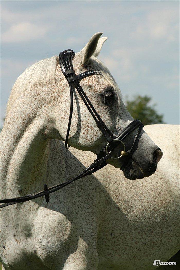 Sportsaraber (A) Karim - Foto: Josefine Holm Jensen billede 19