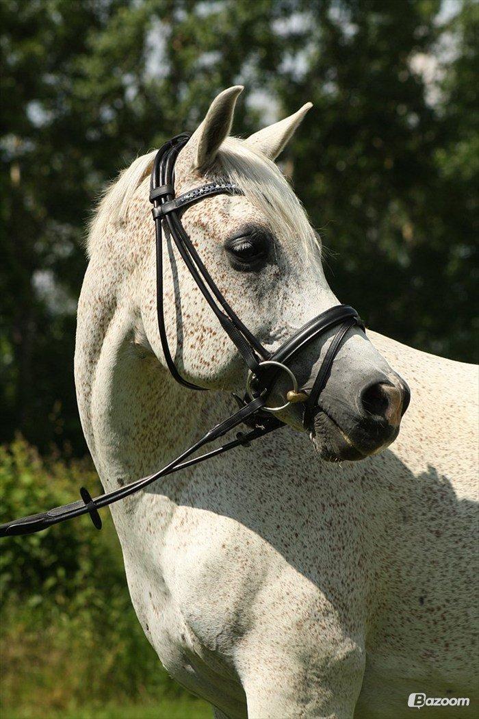 Sportsaraber (A) Karim - Foto: Josefine Holm Jensen billede 12