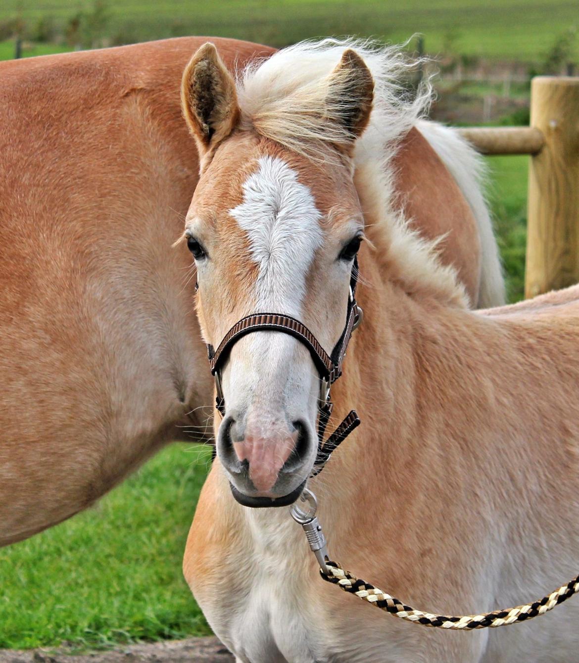 Tyroler Haflinger 'Haffi af Elghuset' (Solgt) - Dagen efter følbedømmelsen.
Foto: Mathilde.D.B.Larsen (Mig) billede 18