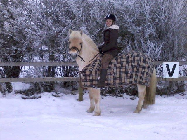 Fjordhest Vængets Fjalar #Klubmester 2013# - Fjordhest i sit rette element  billede 15