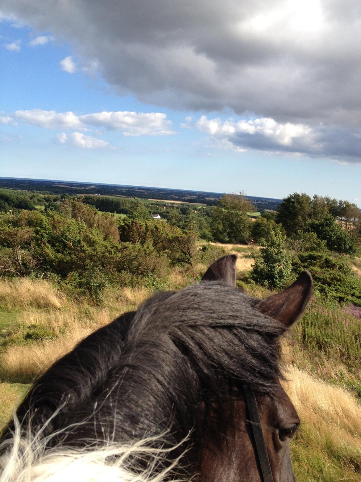 Pinto Cæser Af Korup - Frue høj! sommer 2012. billede 9