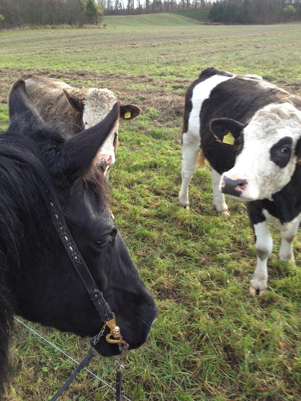 Pinto Cæser Af Korup billede 11