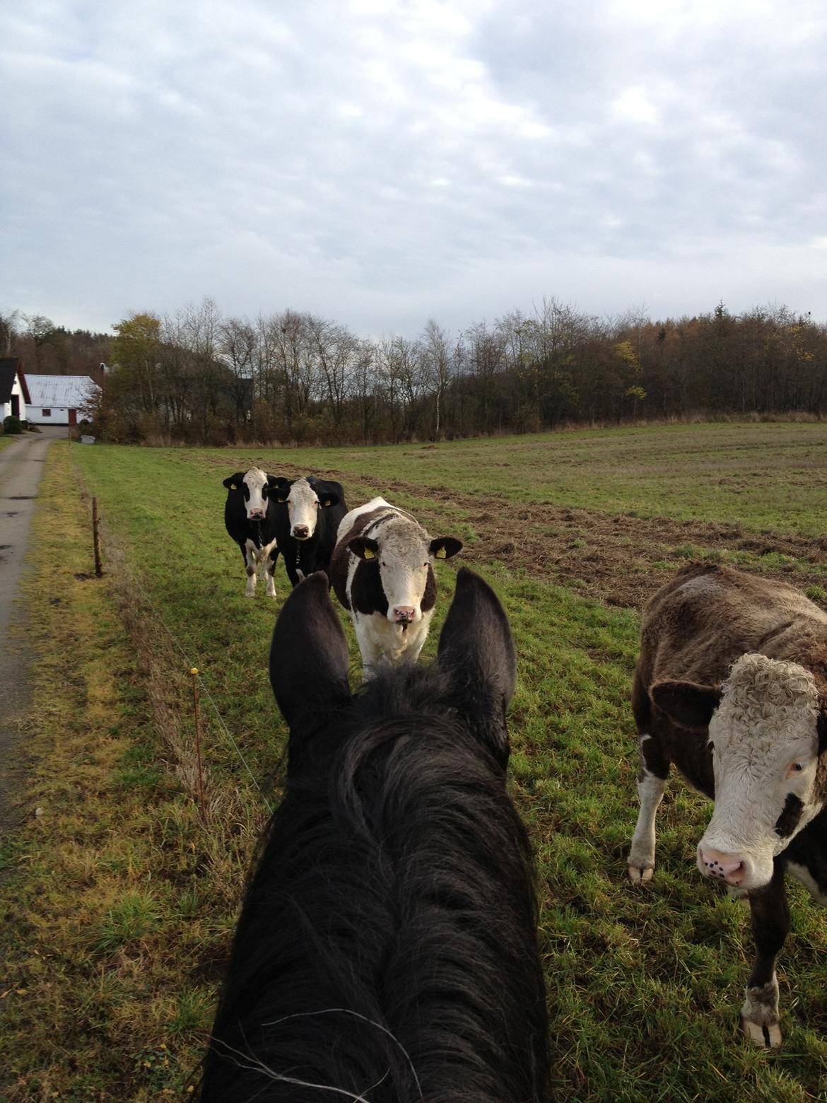 Pinto Cæser Af Korup billede 12