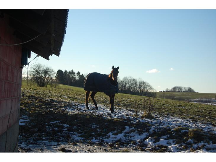 {{currentPhoto.altText}} billede {{currentPhoto.number}}