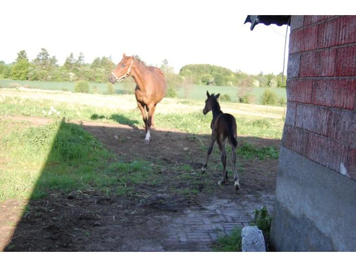 {{currentPhoto.altText}} billede {{currentPhoto.number}}