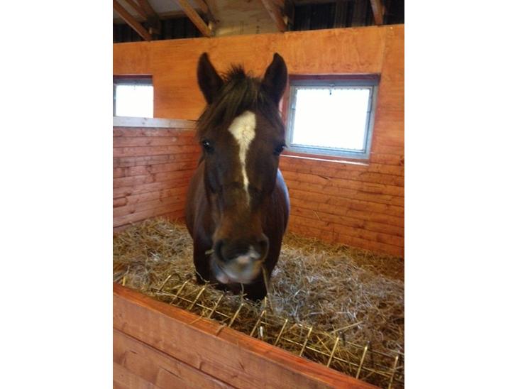 {{currentPhoto.altText}} billede {{currentPhoto.number}}