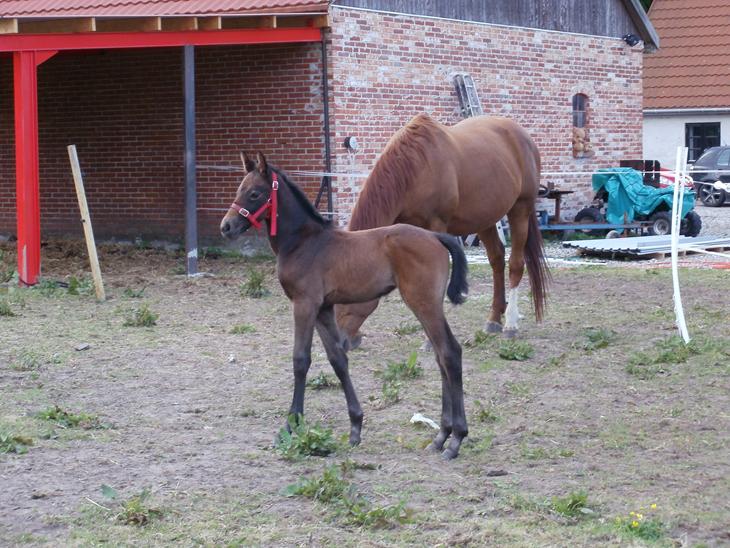 {{currentPhoto.altText}} billede {{currentPhoto.number}}