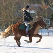 Islænder Ljomi (Min tidligere låne hest)