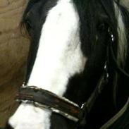 Tinker Irish Cob Toby  *Den dejligste*