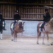 Tinker Irish Cob Toby  *Den dejligste*