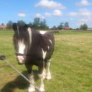 Tinker Irish Cob Toby  *Den dejligste*