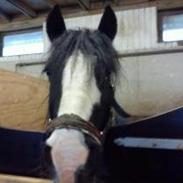 Tinker Irish Cob Toby  *Den dejligste*