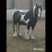 Tinker Irish Cob Toby  *Den dejligste*