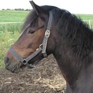 Anden særlig race Musse