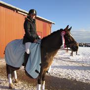 New Forest Majgårdens Apricot (Cody) (tidl. lånepony)