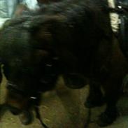 Shetlænder nullermand