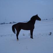 Tysk Varmblod Zulaima Firfod