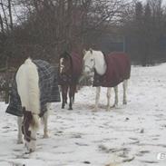 Anden særlig race Bertha